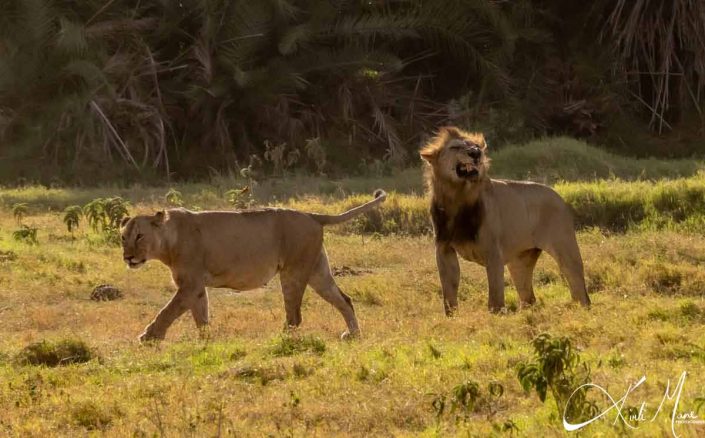 Lion with a big naughty smile after flirting with the lioness