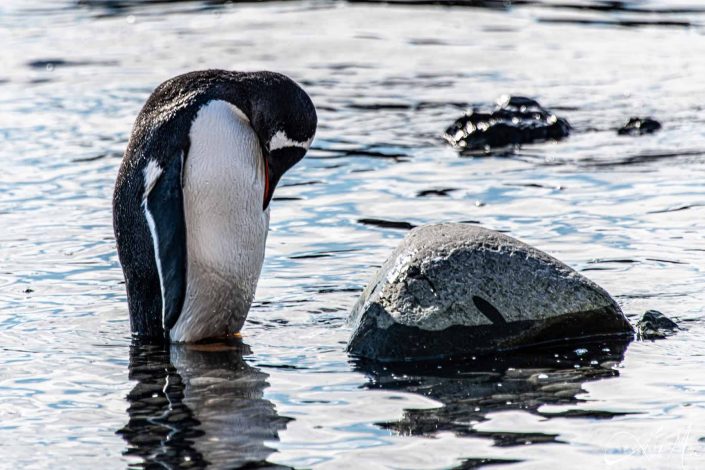 Gentoo penguin looking sad