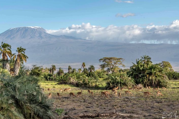 Scenic photo of gazelles grazing with Mount Kilimanjaro in the background