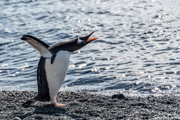 Gentoo penguin screaming, looks like singing