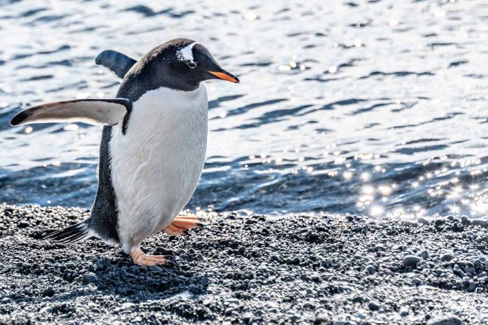 Best close-up of Gentoo penguin walking from the sea to the beach