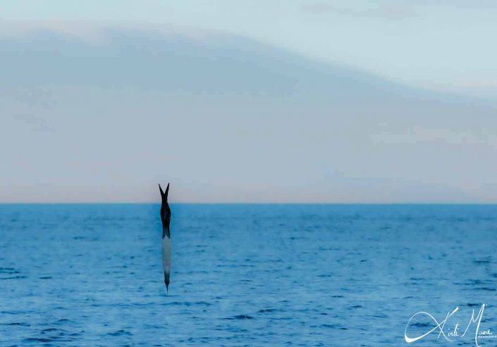 Best photo ever of a blue footed booby diving. Perfection at its best!