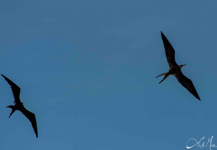 Two frigate birds flying in the sky