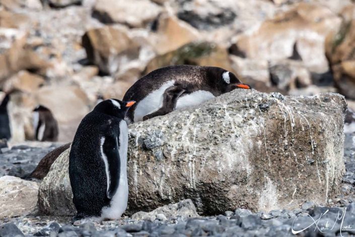 Molting gentoo penguin looking grumpy and lying on the rock with one standing beside him