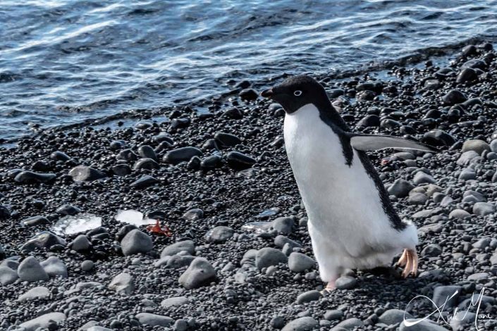 Best close-up of Adelie penguin walking on the beach