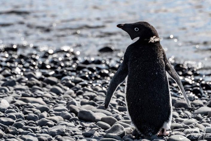 Best close-up of Adelie penguin