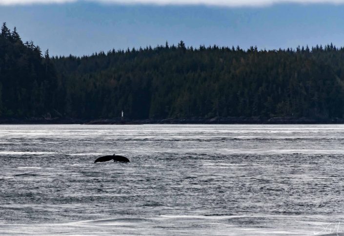 Whale breaching in silvery waters with conical trees in the background