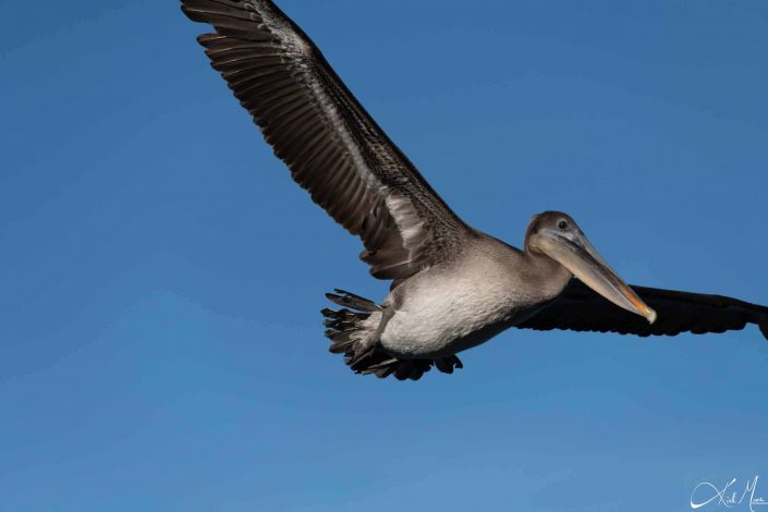 Best close-up of a pelican flying.