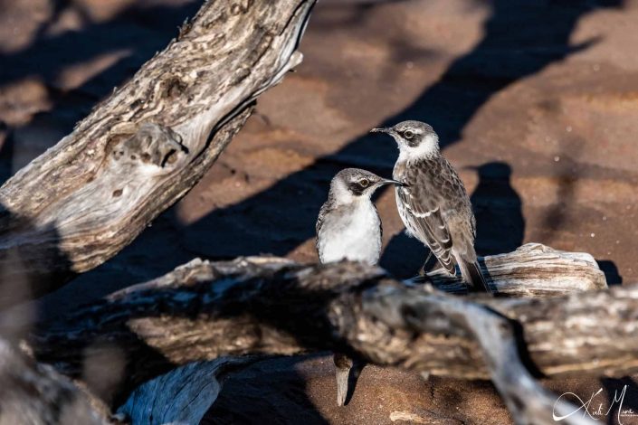 Two mocking birds sitting on a branch in Galapagos