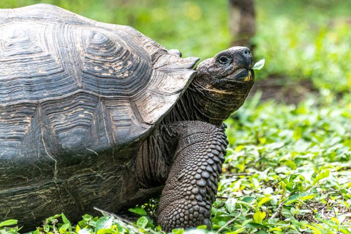 Cute photo of a tortoise holding a small green leaf in its mouth