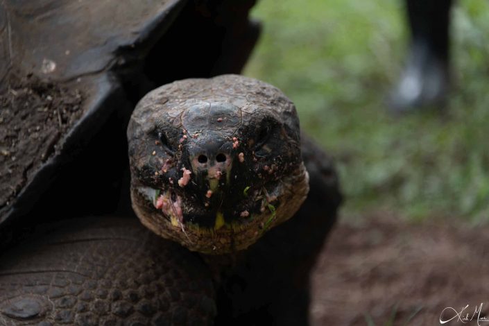 Cute close-up photo of a tortoise with remnants of a guava smothered on its face