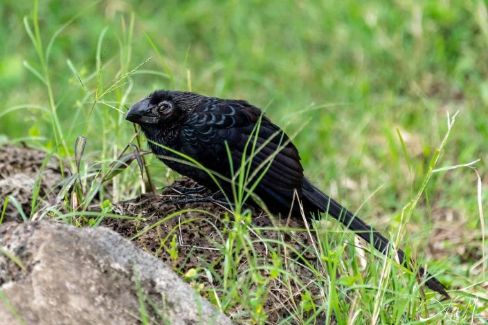 A finch sitting on a rock amidst grass