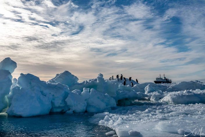 Adelie penguins on icebergs with ship in the background, looks like they have just landed and have come out from the ship