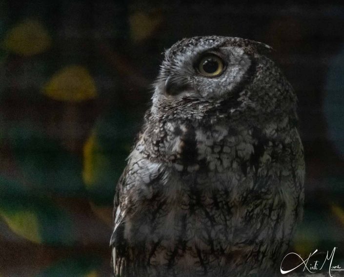 Beautiful close-up photo of an owl