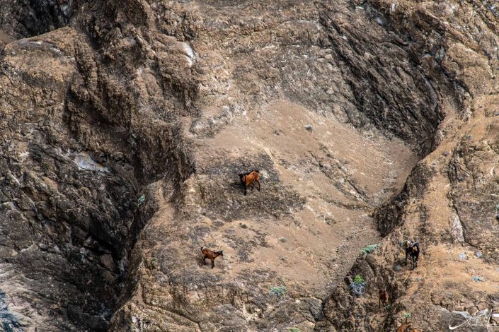 Brown mountain goats on a mountain in Galapagos