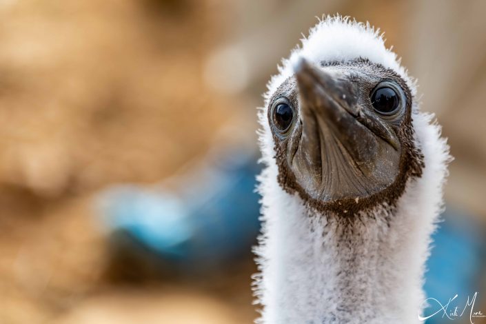 Cute close-up of a curious blue footed booby chic