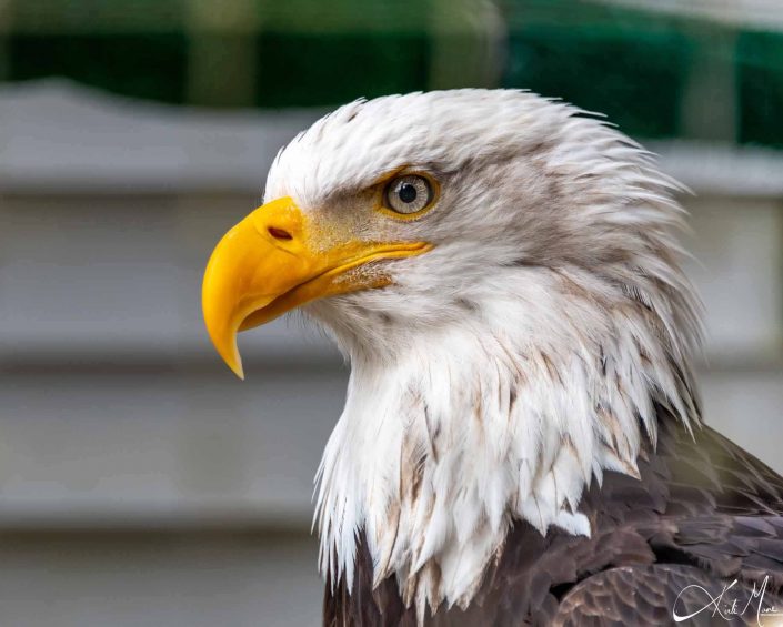 Best clear headshot of a bald eagle