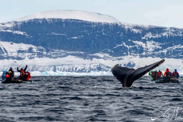 Best photo of whale breaching with people on zodiacs in the background