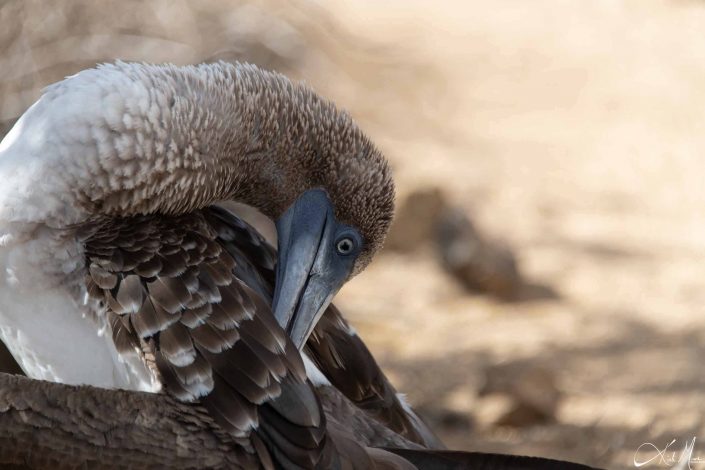 Beautiful close-up of a blue footed booby