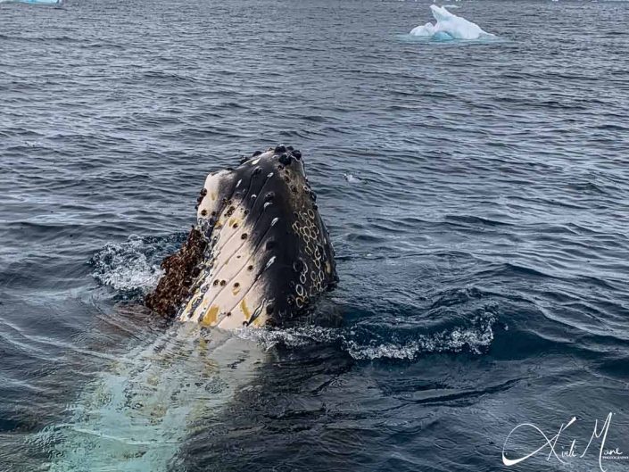 Best close-up photo of a humpback whale