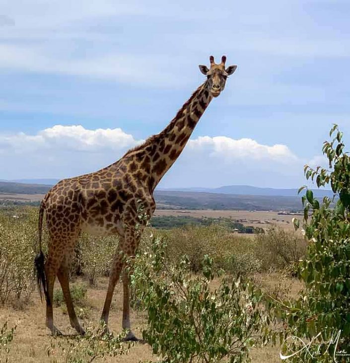 Beautiful photo of giraffe looking at you