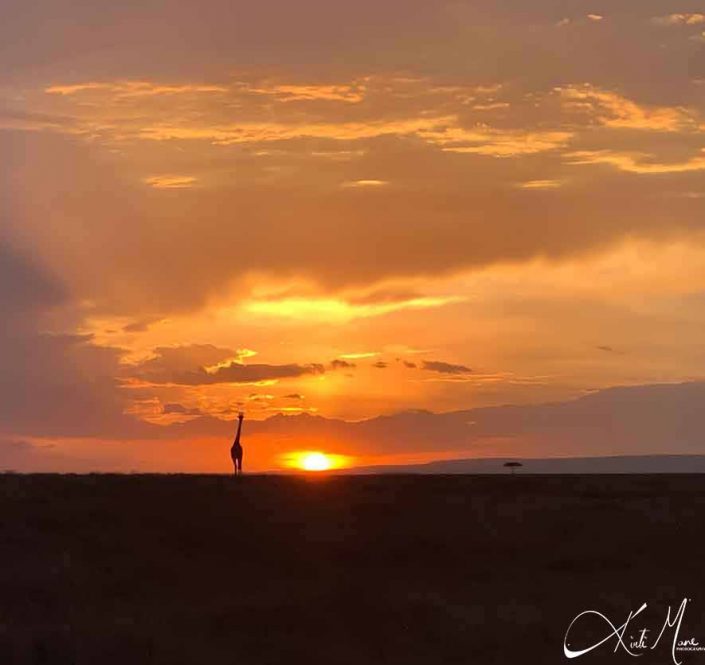 Best sunset photo of Africa- Silhoutte of a giraffe can be seen while the sun sets in the background.