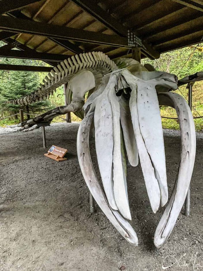 Close-up photo of a whale skeleton