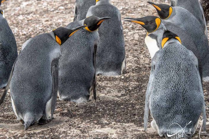 Group of king penguins in a serious discussion/ conversation