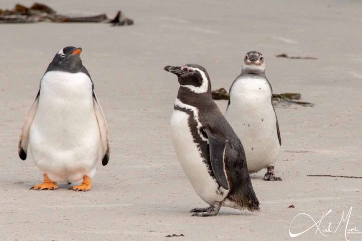 A gentoo and Magellanic penguins looking at a Magellanic penguin passing by