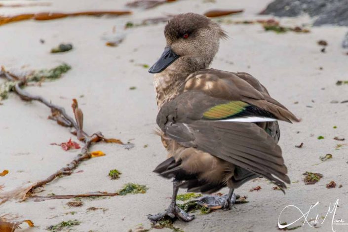 Best photo of a crested duck in Falkland Islands