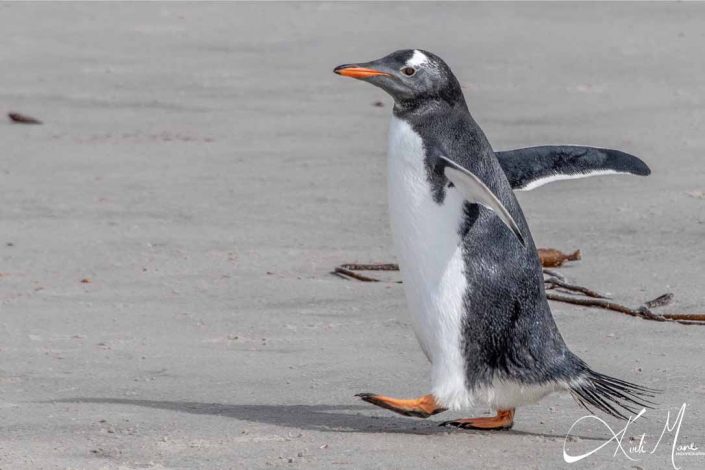 Best photo of a gentoo penguin walking on a beach