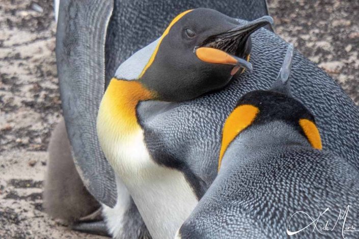 Close-up of two king penguins in an argument