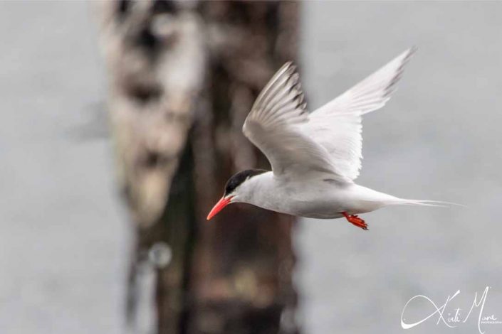 Beautiful photo of an antarctic tern in flight