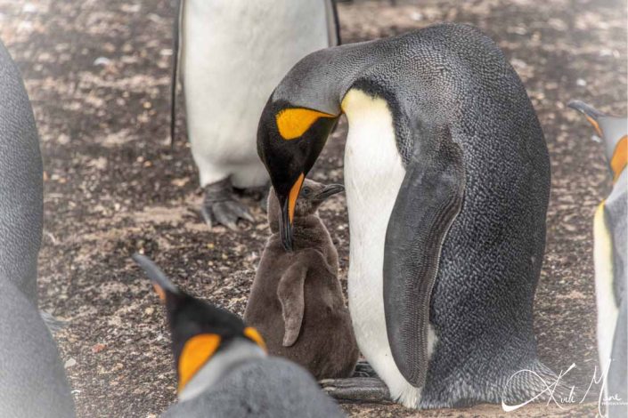 Best close-up photo of a mother and chic king penguin