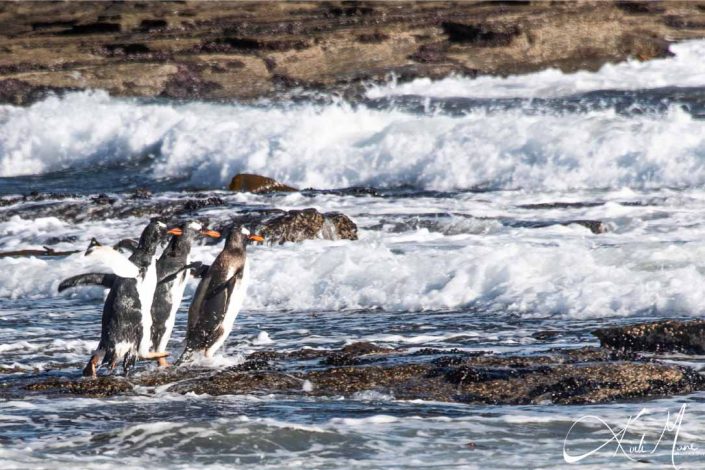 3 gentoo penguins playing and running around at the beach