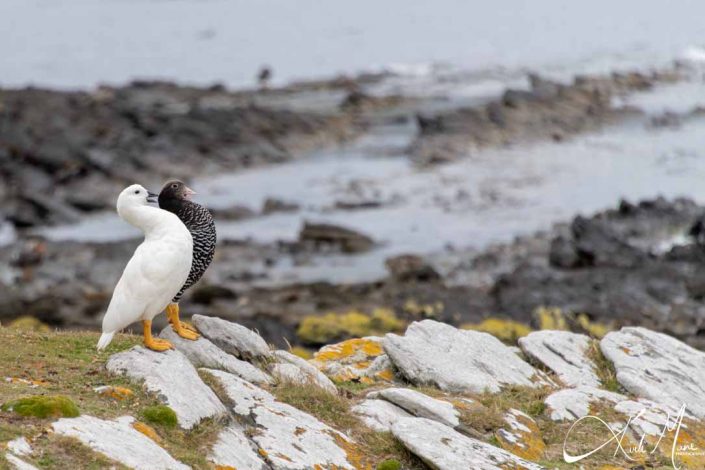 Kelp goose couple/ pair shocked or surprised, seen in photo with open beaks