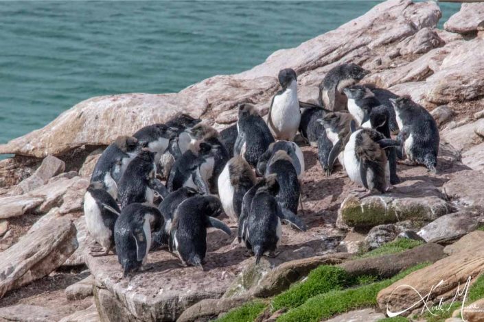 Molting rock hopper penguins