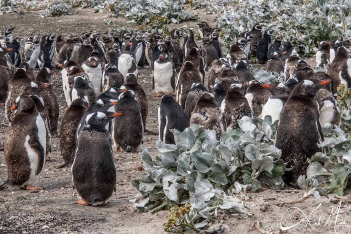 Group of molting Gentoo chics/ penguins