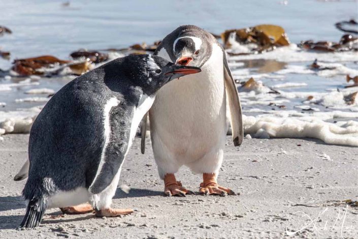 Gentoo penguin shutting up another gentoo penguin