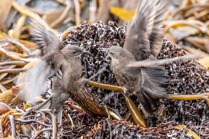 Two wrens dancing in flight