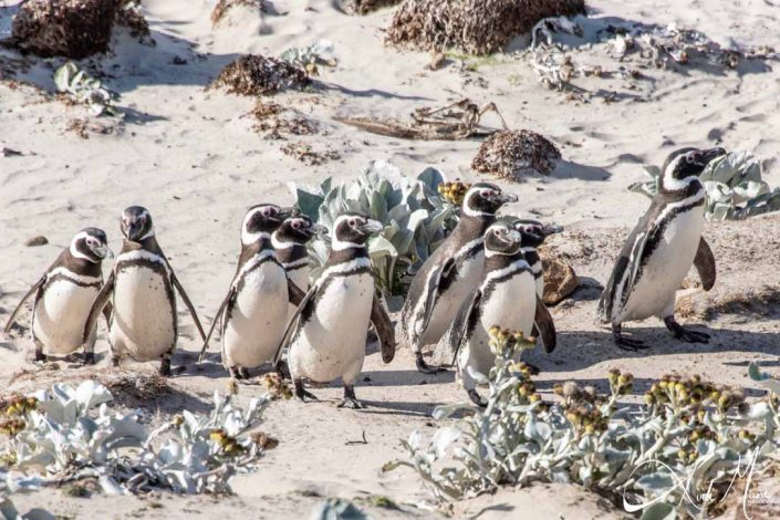 Group of Magellanic penguins walking on a beach