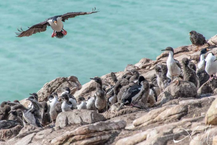 King cormorant in flight, hovering over its chics