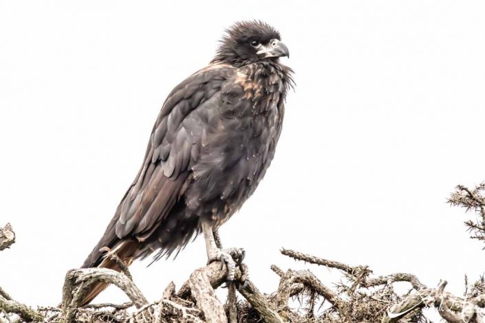 Best close-up photo of striated caracara